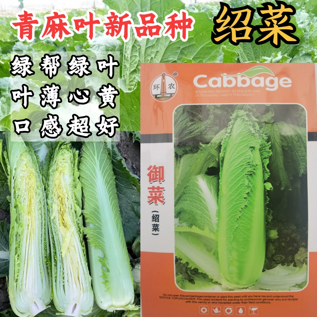 青口绍菜甜脆好吃黄心龙牙菜早熟