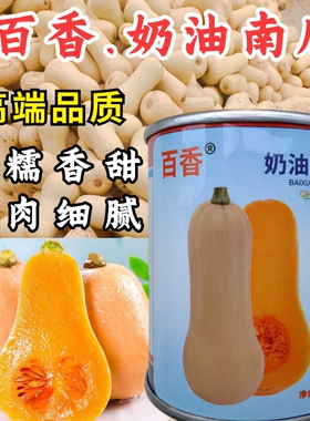 百香奶油南瓜种子杂交阿根廷小籽粉糯香甜奶油南瓜种大田蔬菜种孑