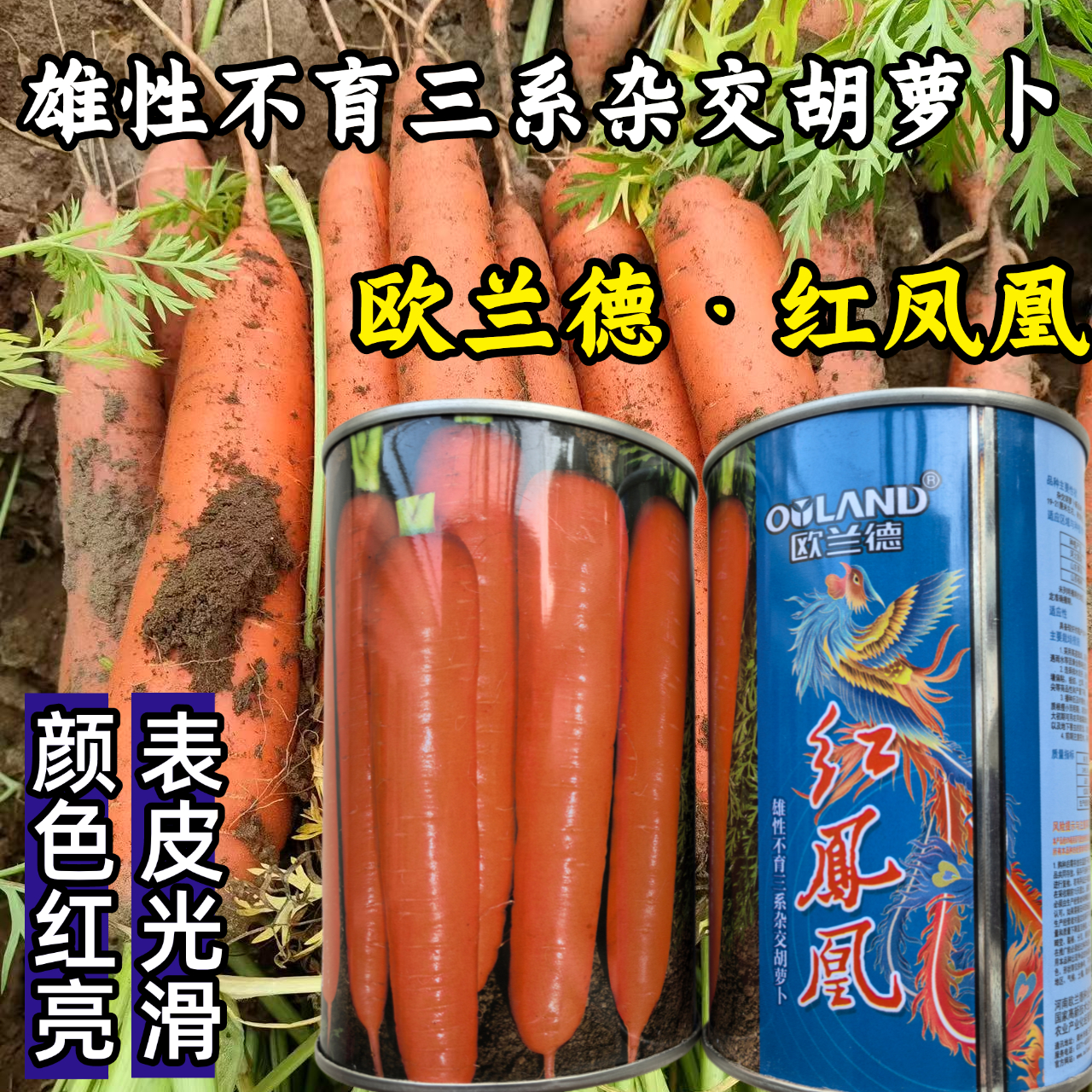 三系杂交胡萝卜种子欧兰德红凤凰鲜红皮小顶春秋红胡萝卜种子籽孑