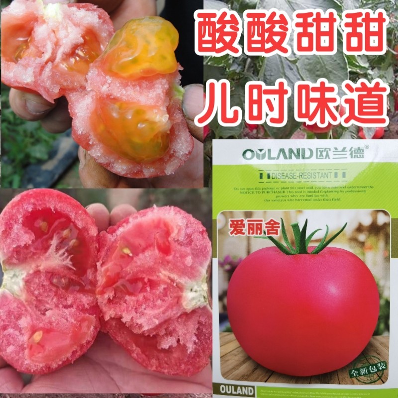 欧兰德爱丽舍番茄种子酸甜儿时味道西红柿水果番茄阳台蔬菜种子籽,鲜花速递/花卉仿真/绿植园艺,家庭园艺种子,淘宝优惠券,粉丝福利购,淘宝优惠卷
