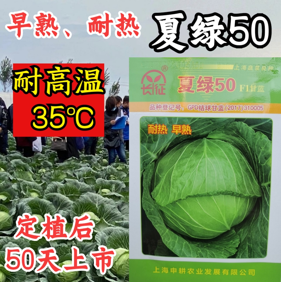 夏播耐热早熟抗高温扁圆型耐裂