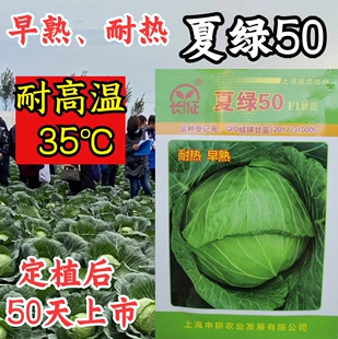 夏绿50甘蓝种子夏播耐热抗热早熟抗高温扁圆型绿球耐裂包菜种子籽