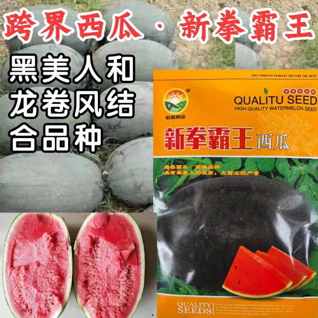 新拳霸王西瓜种子黑美人龙卷风改良黑灰皮抗重茬大红瓤西瓜种子籽