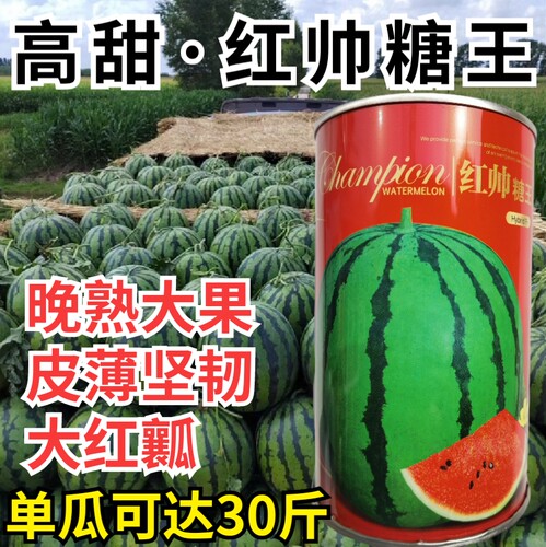 西瓜种子晚熟麒麟西瓜大果
