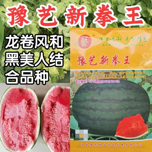 抗重茬高产西瓜种子豫艺