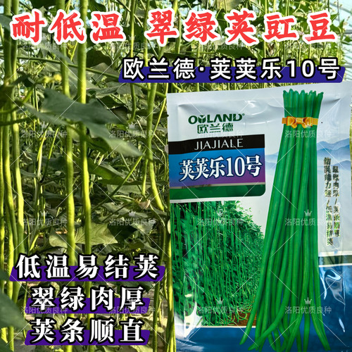 荚荚乐10号豇豆种子欧兰德耐寒耐低温翠绿荚顺直早春冬长豆角种子