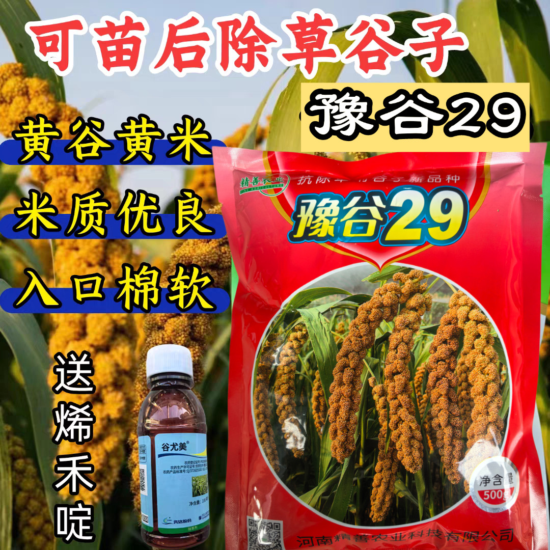 豫谷28谷子种子苗后除草谷子黄谷黄米软糯香甜粘春夏小米种子籽孑