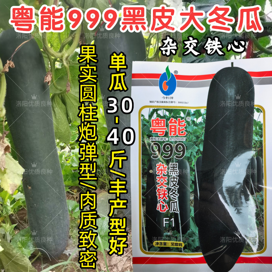 粤能999黑皮冬瓜种子杂交铁心炮弹黑皮特大冬瓜高产绿皮冬瓜子籽