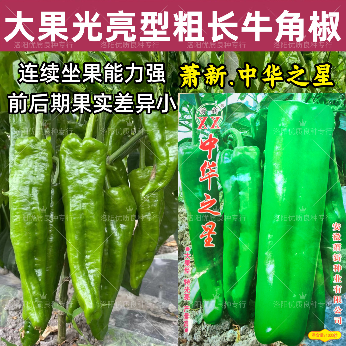 中华之星牛角椒种子萧新早熟大果肉厚粗长绿皮泡椒牛角辣椒种子籽