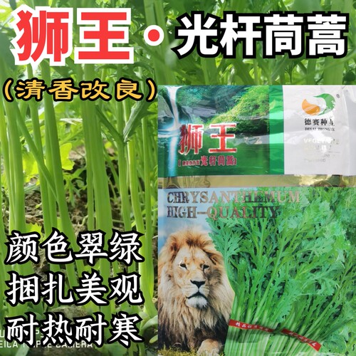 狮王光杆小叶茼蒿种籽耐热耐寒