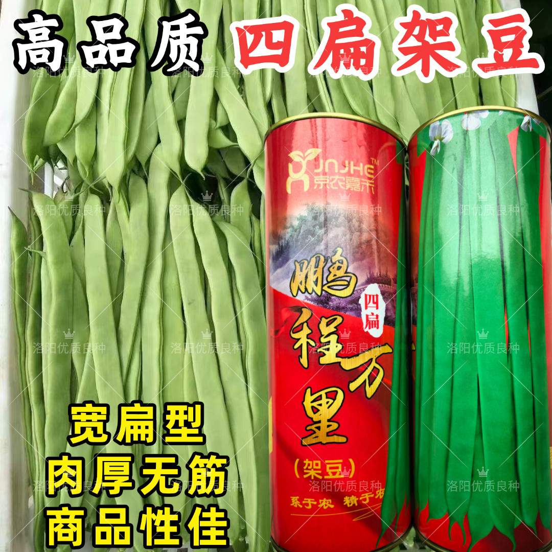 四扁架豆种子鹏程万里早熟四扁豆宽扁无筋芸豆春秋四季豆种子籽孑