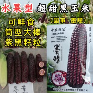 墨瞳黑甜玉米种子大棒超甜鲜食黑甜糯软糯水果型甜脆黑玉米种子籽