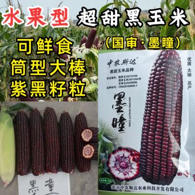 墨瞳黑甜玉米种子大棒超甜鲜食黑甜糯软糯水果型甜脆黑玉米种子籽