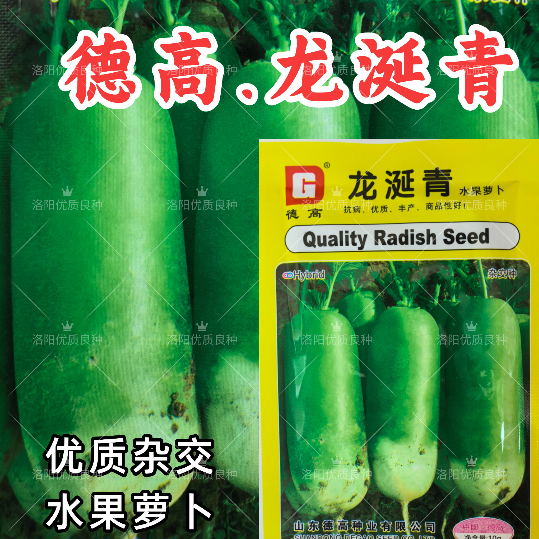 德高龙涎青萝卜种子龙延青杂交水果萝卜绿皮肉甜脆白萝卜菜种子籽