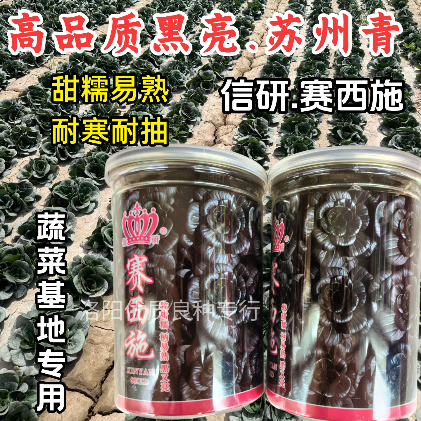 赛西施苏州青种子杂交黑油亮矮脚耐寒甜软糯易煮苏州青梗菜种子籽