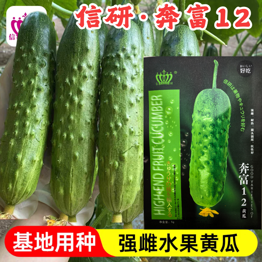 信研奔富12水果黄瓜种子早熟强磁甜脆油亮短棒春秋水果旱黄瓜种子