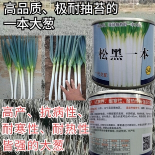 松黑一本大葱种子日本钢葱铁杆刚葱耐寒耐热耐抽苔章丘大葱种子籽