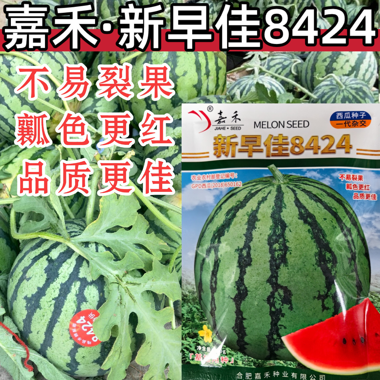 新早佳8424西瓜种子耐裂红瓤甜酥脆薄皮圆西瓜种子籽大田麒麟西瓜
