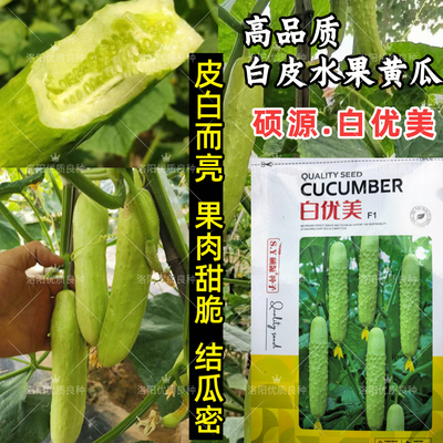 高端白皮黄瓜种子硕源白优美白皮甜脆春秋大棚露地水果白黄瓜种子