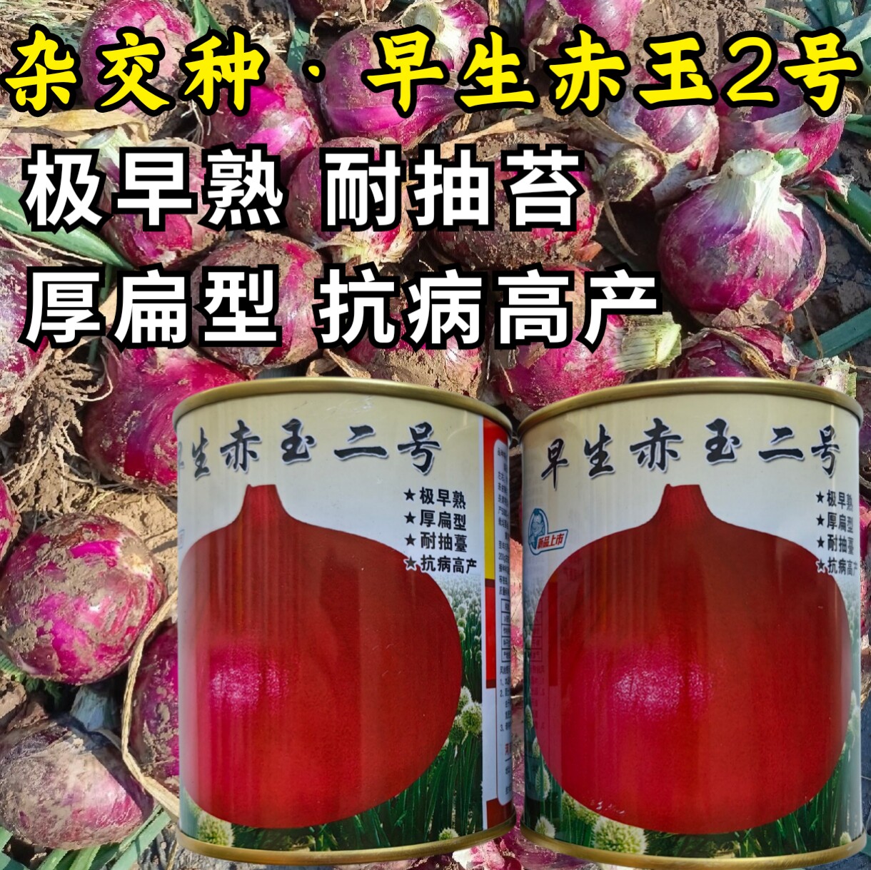 早生赤玉2号洋葱种子杂交早熟扁平耐抽苔紫红皮高产甜脆洋葱子籽