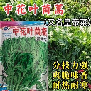 中花叶茼蒿菜种子蓬蒿耐热耐寒四季皇帝菜茼蒿青菜籽农家蔬菜种孑