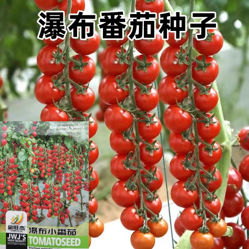 樱桃小西红柿串红千嬉超甜春秋