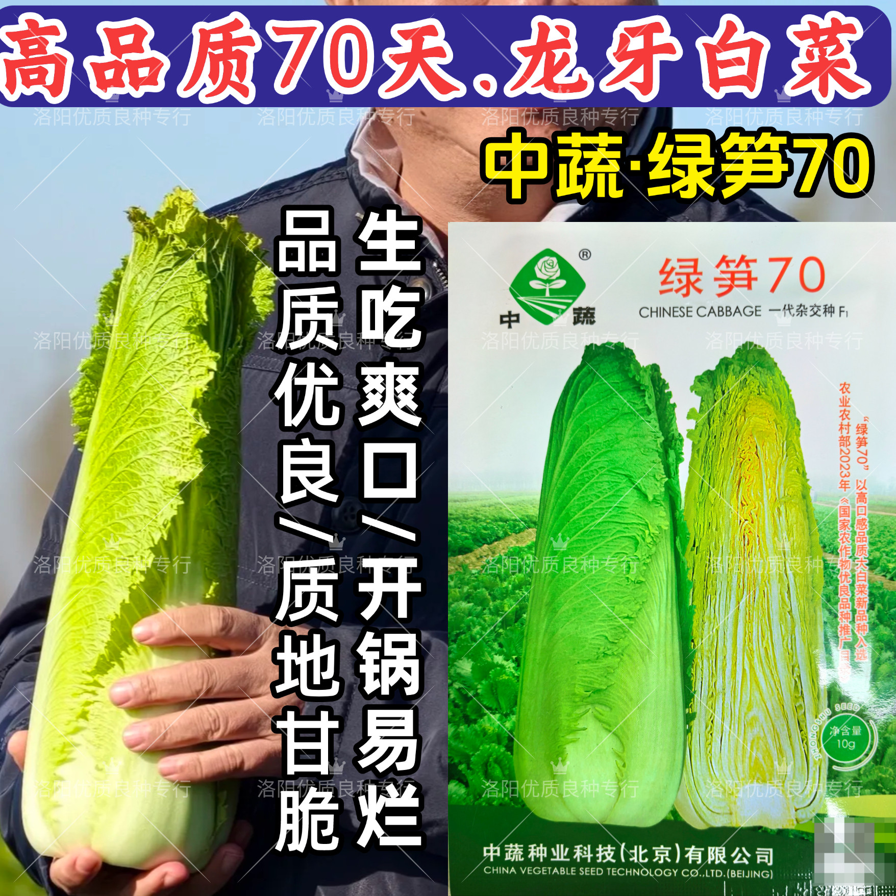 绿笋70龙牙白菜种子70天绍菜黄心绿叶甜脆秋播龙牙水果大白菜种子