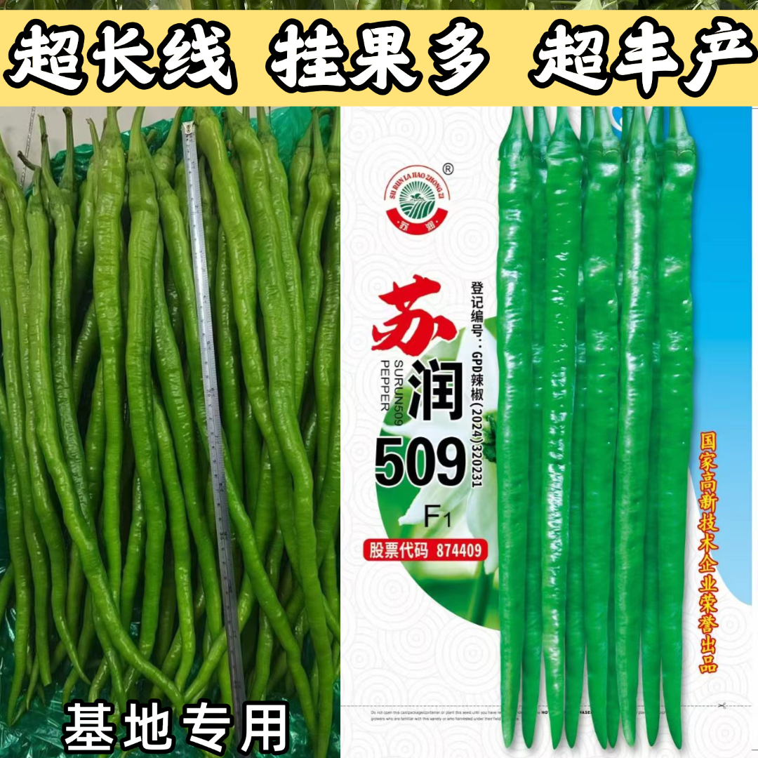 苏润509 线椒种子早中熟绿色加长条椒中辣高品质辣椒种子高端品种
