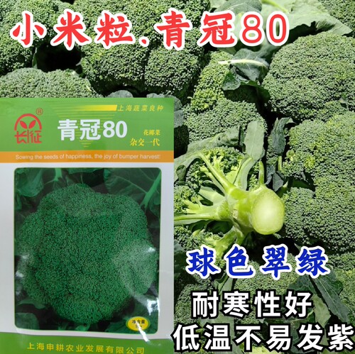 青冠80西兰花种子80天小米粒耐寒青花菜绿球西兰花种子籽孑