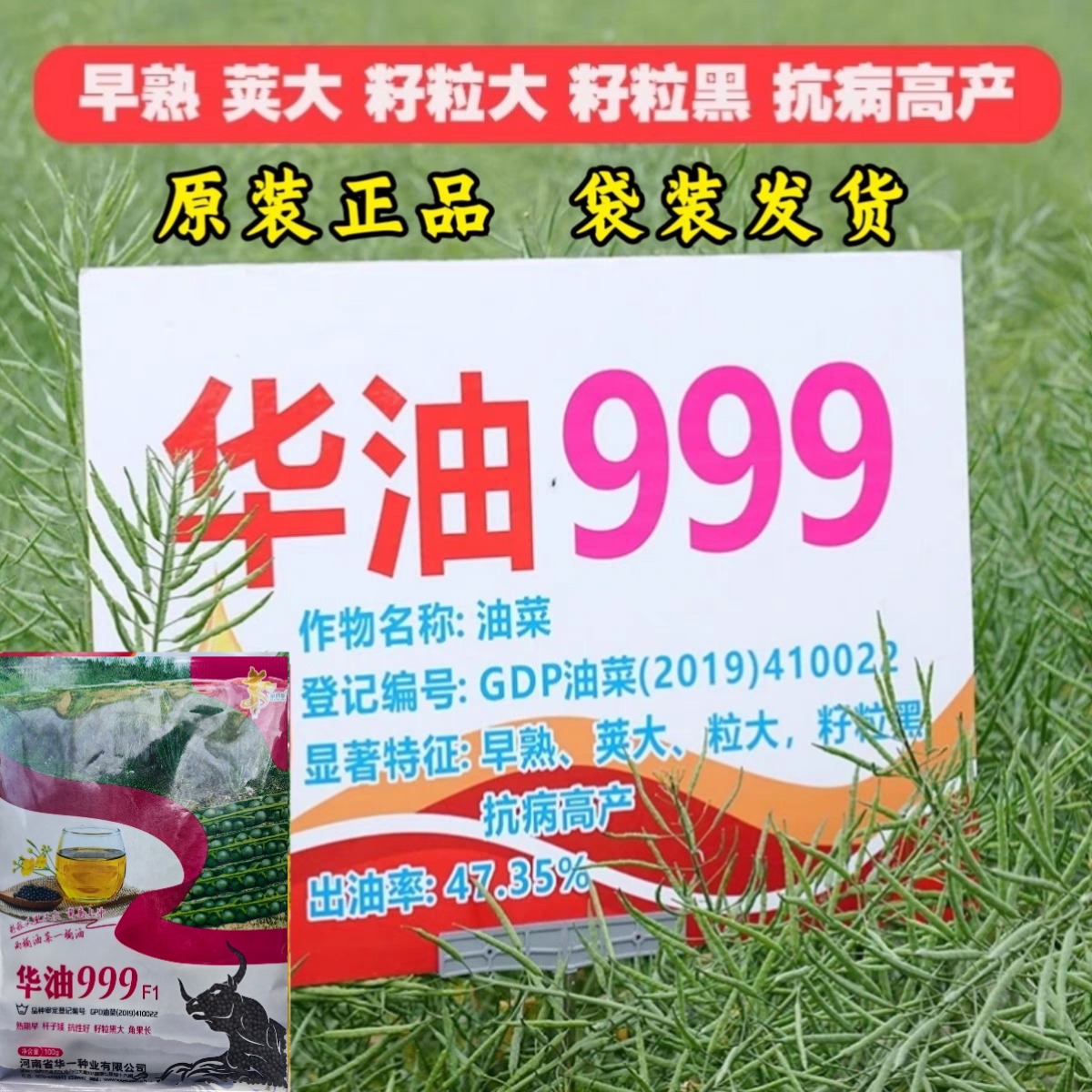 华油999油菜种子杂交高产矮杆耐寒抗倒早熟油菜籽种孑油率高榨油