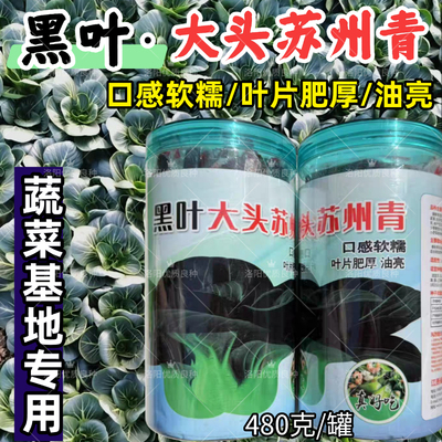黑叶大头苏州青种子特矮颗束腰青梗菜软糯肥厚油亮苏州青菜种子籽