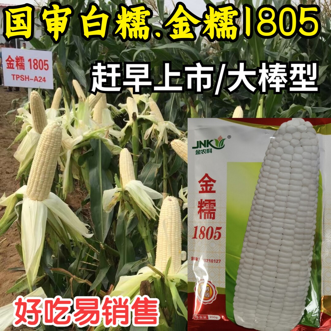 早熟白甜糯玉米金农科高产大棒