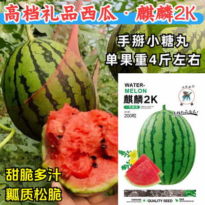 麒麟2K西瓜种子礼品西瓜薄皮耐裂小糖丸红瓤甜脆多汁小西瓜种子籽