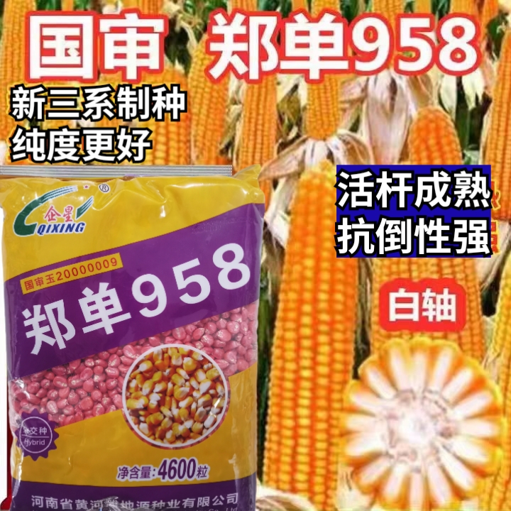 郑单958玉米种子 杂交大田饲料红轴白轴高产玉米种子抗病抗倒大棒