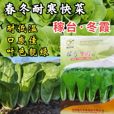 耐寒快菜种子冬霞耐低温小白菜春冬播耐抽苔绿叶蔬菜青菜种子籽孑