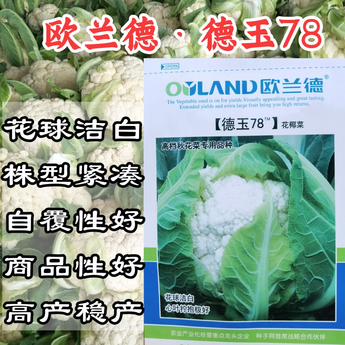 免盖德玉78紧花菜种子实花菜菜花