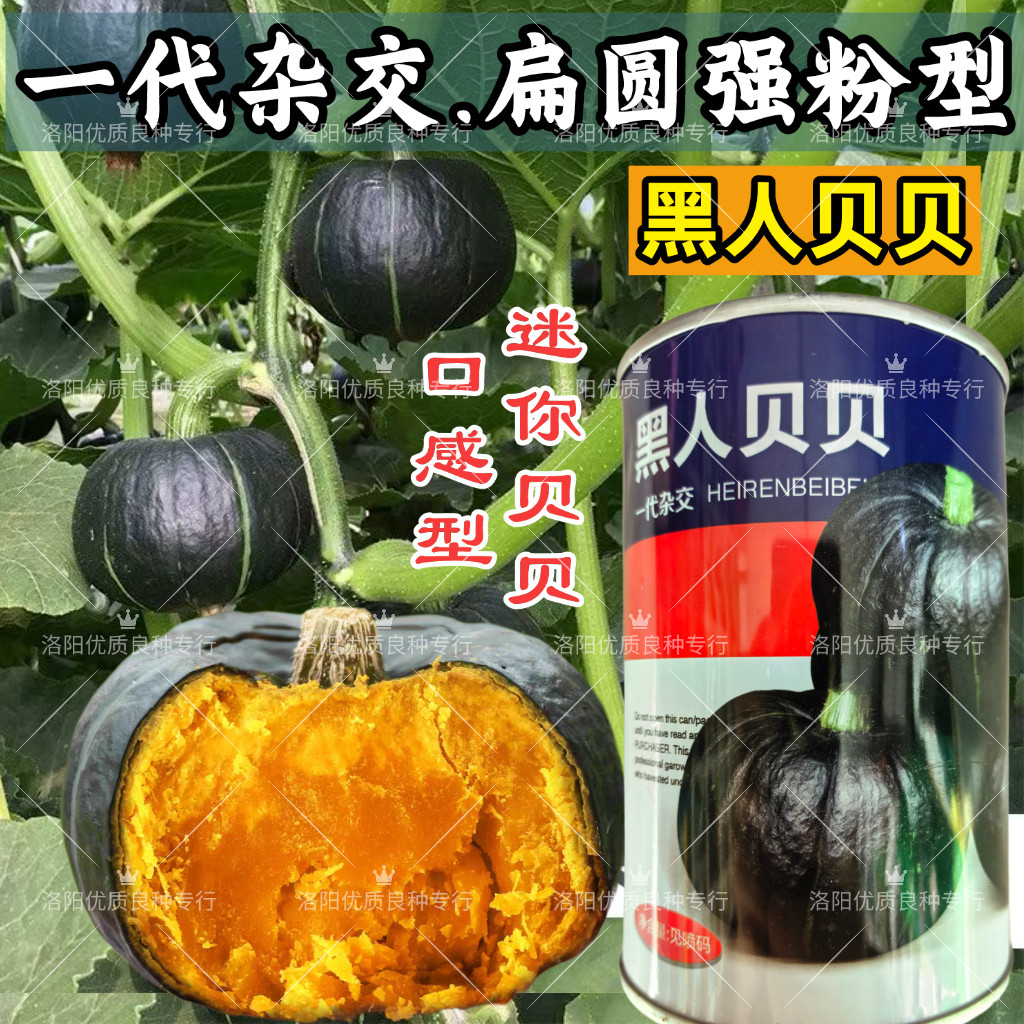 黑人贝贝南瓜种子杂交迷你粉糯甜好吃小贝贝板栗南瓜种子阳台盆栽