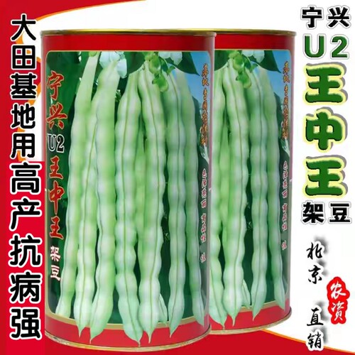 无筋白绿荚芸豆四季豆角种子宁兴