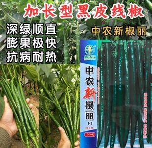 中农新椒丽加长型黑皮线椒墨绿深绿皮顺直耐热皮薄特辣辣椒种子籽