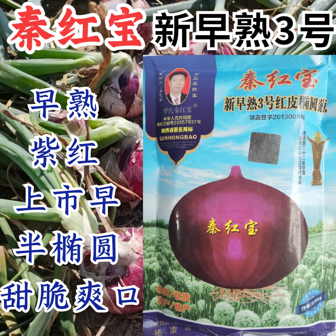 秦红宝洋葱早熟3号洋葱紫红扁平
