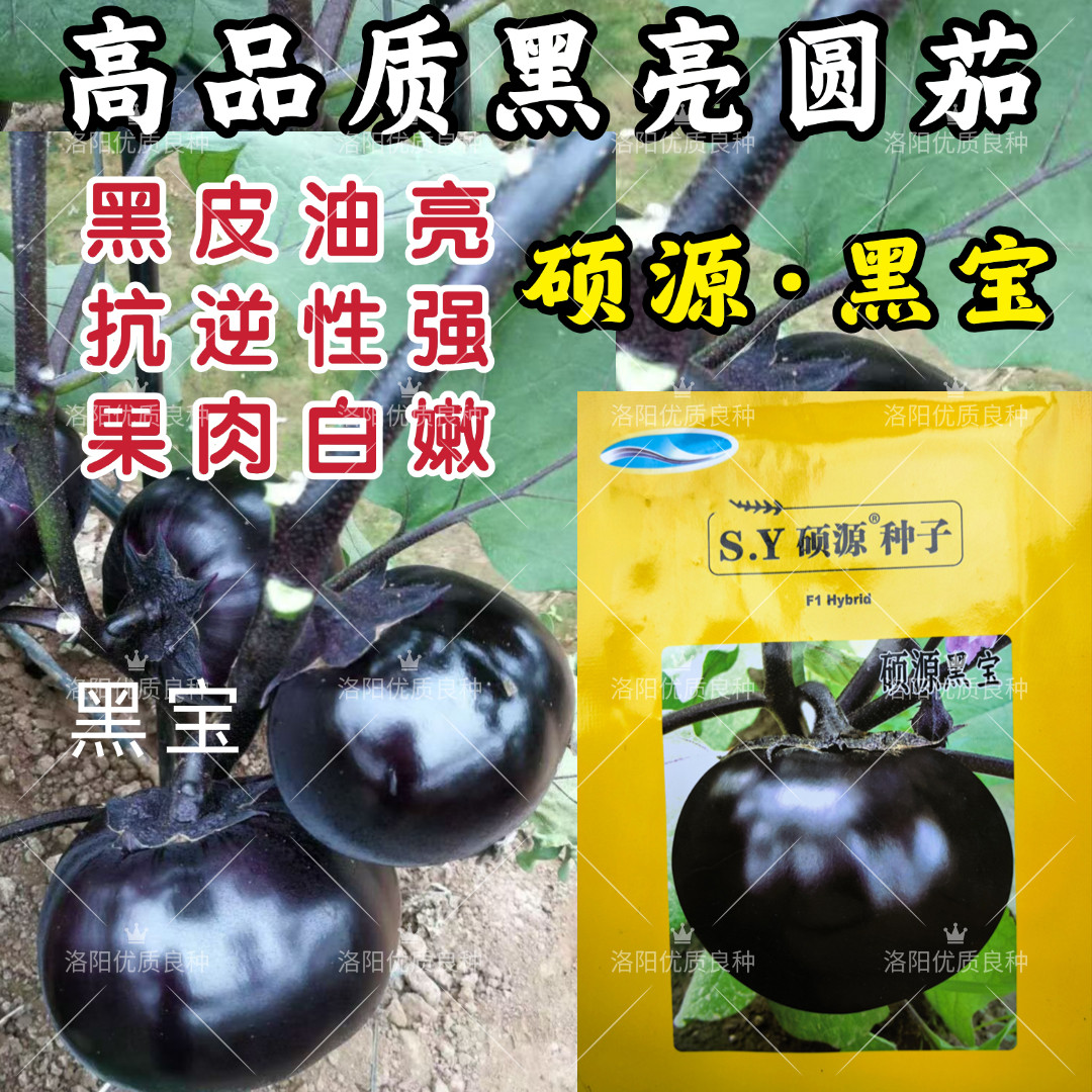 黑宝圆茄种子硕源紫黑油亮黑圆茄子高产白肉春秋露地大棚蔬菜种子