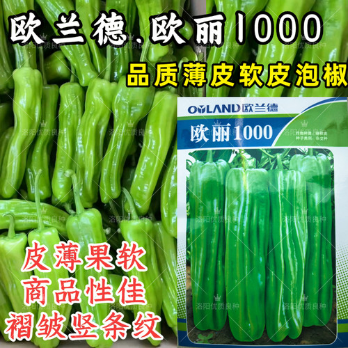欧丽1000薄皮椒种子欧兰德竖条纹软皮泡椒苏椒酥椒微辣辣椒种子籽
