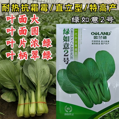 绿如意2号青菜种子大叶面圆叶高产耐热耐湿抗霜霉青梗菜油菜种子