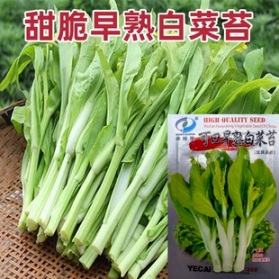甜脆白菜苔种子早熟侧芽多味甜软白菜心四季农家庭院蔬菜种子籽孑