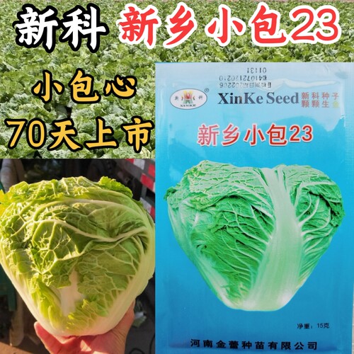 小包心大白菜种子早熟新科