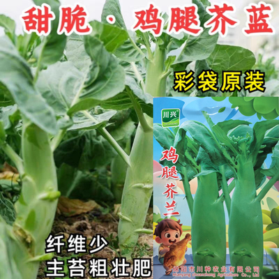 鸡腿芥兰种子甜脆芥蓝菜种子