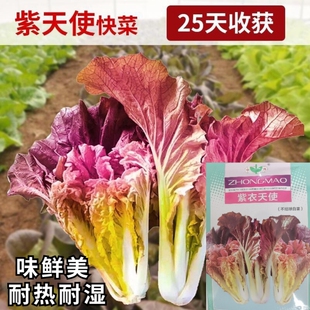 紫衣天使紫色快菜种子紫色小白菜种子特色耐热耐湿四季蔬菜种子籽