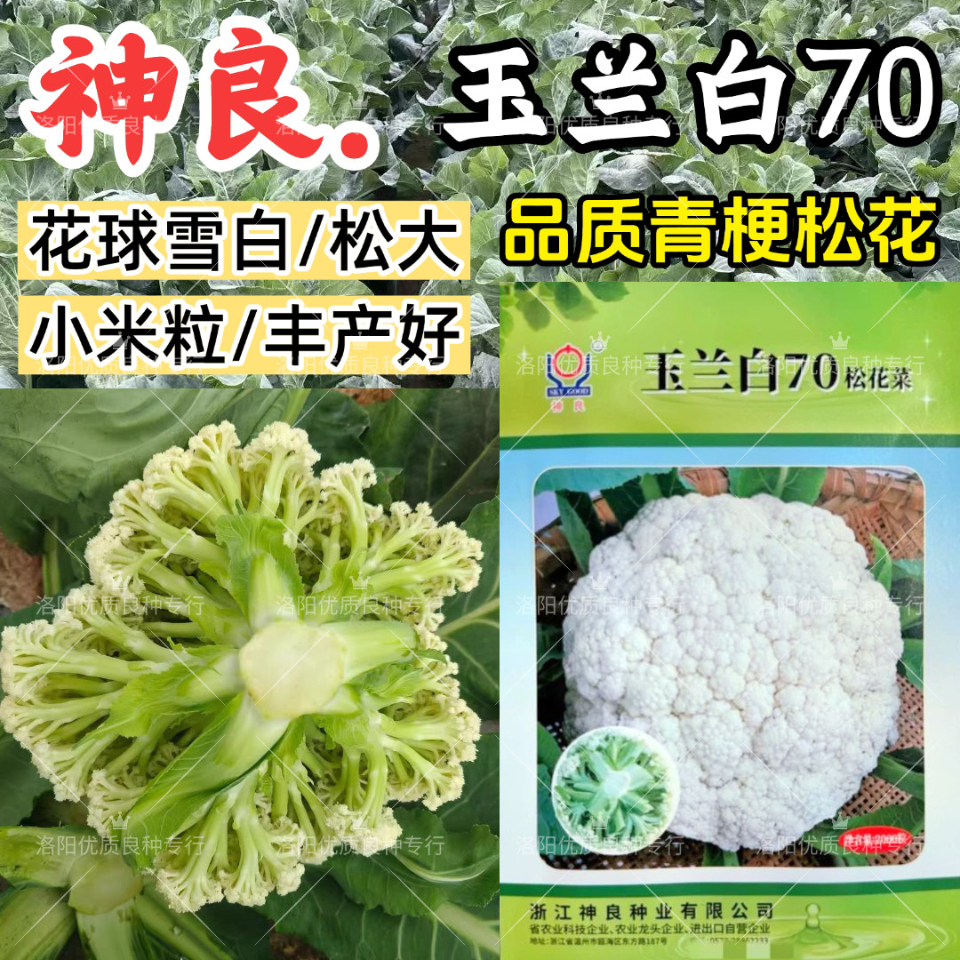 神良玉兰白70松花菜种子耐热耐寒青梗散花洁白春秋播花椰菜种子籽