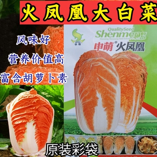 火凤凰大白菜种子 橘红心白菜秋播抗热耐寒早熟营养蔬菜种籽子孑