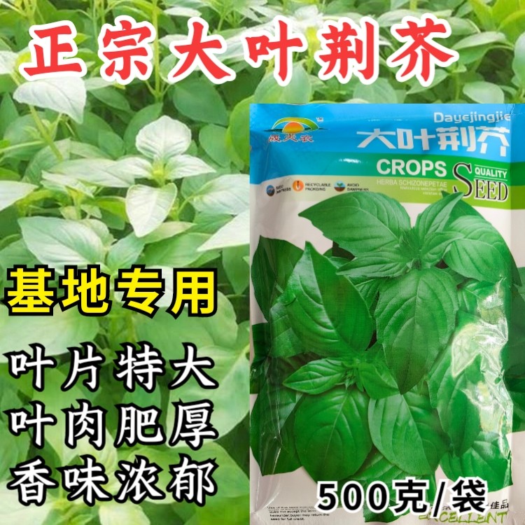 大叶荆芥种子河南荆芥小青菜盆栽籽种耐热荆芥春秋四季菜种籽子孑